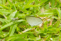 Curetis santana
