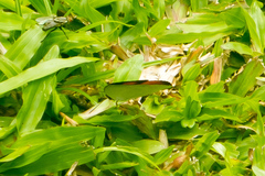 Curetis santana