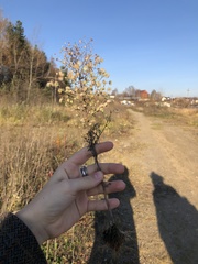 Erigeron canadensis