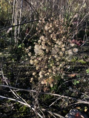 Erigeron canadensis