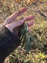 Hippophae rhamnoides