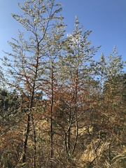 Hippophae rhamnoides