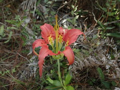 Lilium catesbaei image