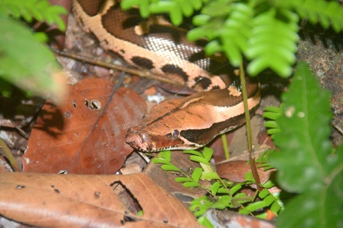 Photo of a Borneo Python (Python breitensteini)