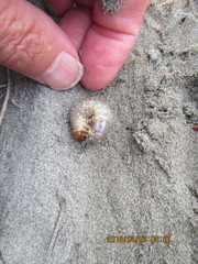 Pericoptus truncatus