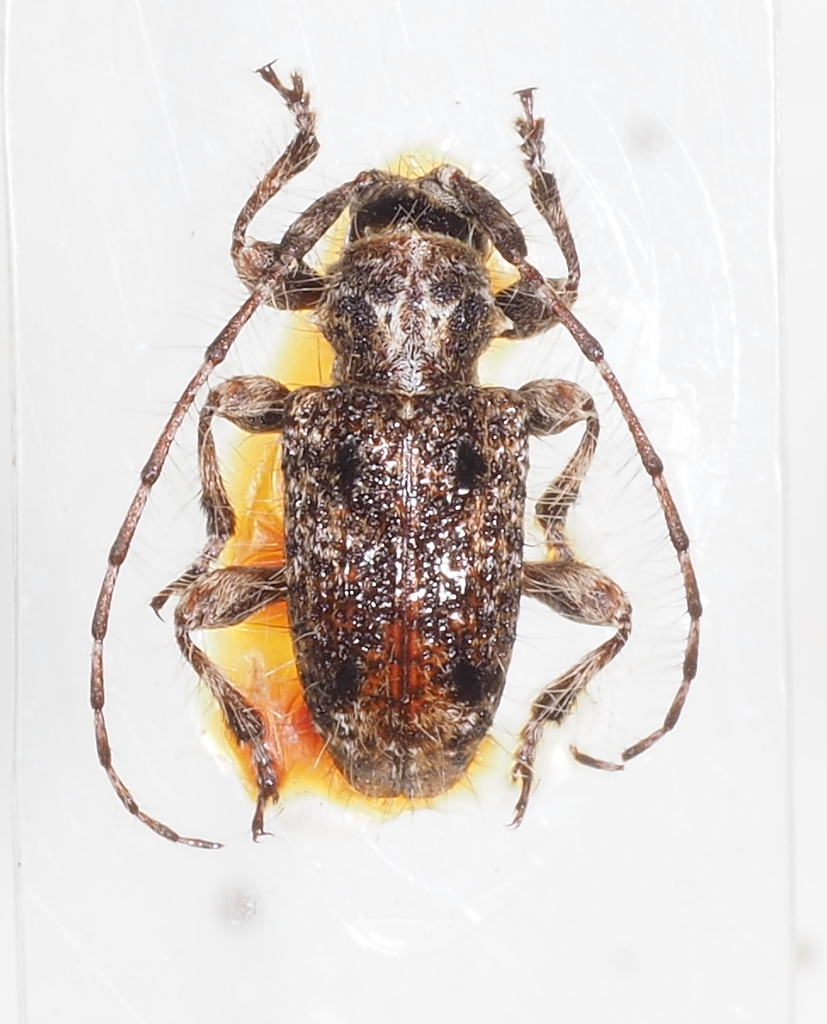 Acartus penicillatus