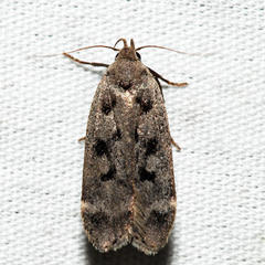 Anacampsis innocuella