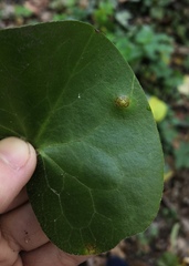 Puccinia asarina