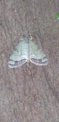 Episteira nigrilinearia