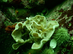 Plicatellopsis bowerbanki