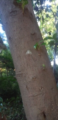 Episteira nigrilinearia