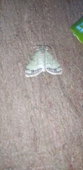 Episteira nigrilinearia
