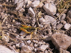 Podisma amedegnatoae