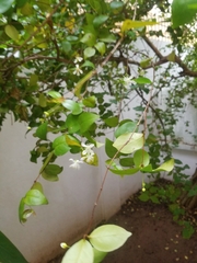 Angiospermae