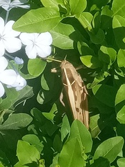 Acanthacris ruficornis