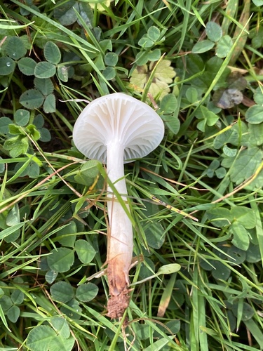 Snowy Waxcap