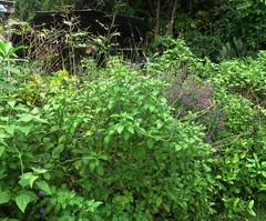 Stachytarpheta urticifolia