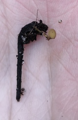 Lanzia luteovirescens