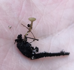 Lanzia luteovirescens