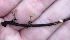 Lanzia luteovirescens