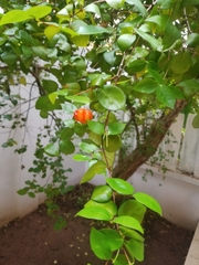 Angiospermae