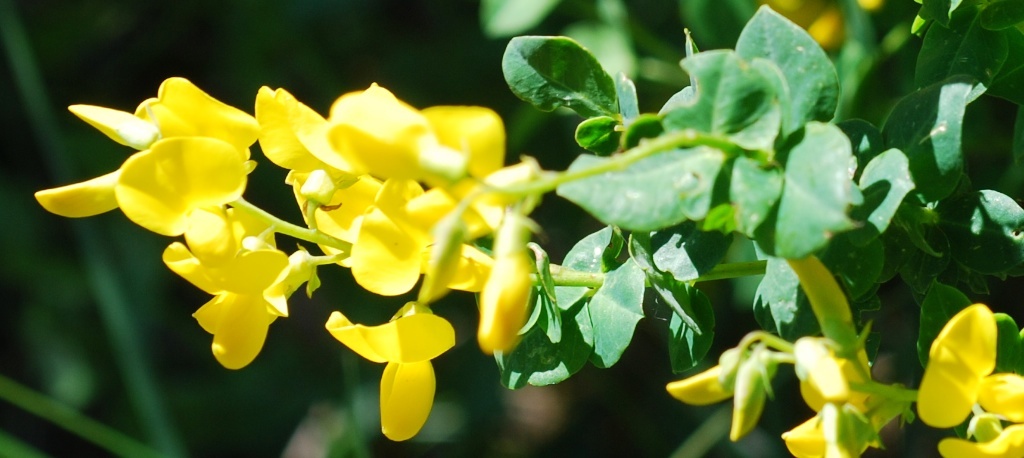 Cytisophyllum