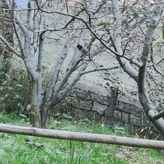 Urocissa flavirostris