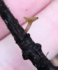 Lanzia luteovirescens