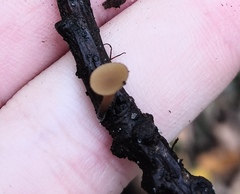 Lanzia luteovirescens