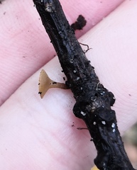 Lanzia luteovirescens