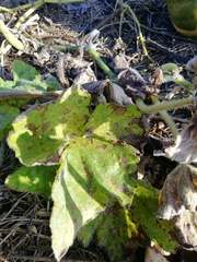 Pseudoperonospora cubensis