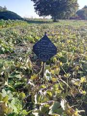 Pseudoperonospora cubensis