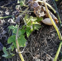 Pseudoperonospora cubensis