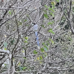 Urocissa flavirostris