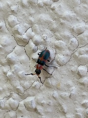 Collops quadrimaculatus