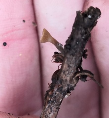 Lanzia luteovirescens