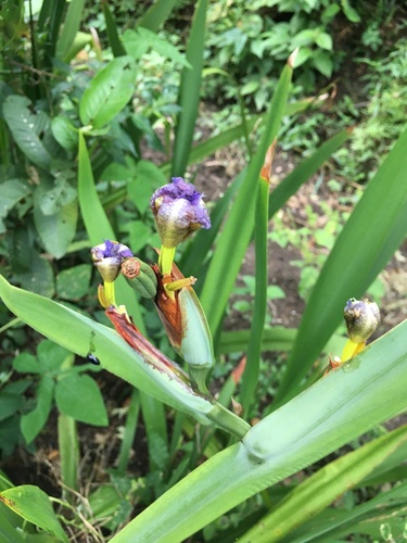 Trimezia coerulea