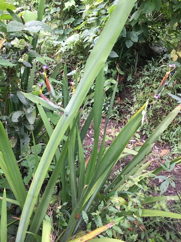 Trimezia coerulea
