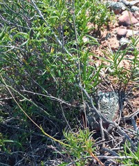 Senecio crassiusculus