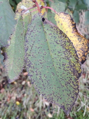 Pseudocercospora