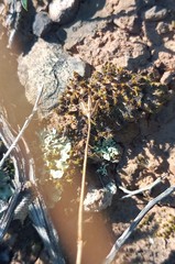 Senecio crassiusculus