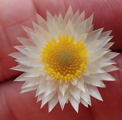 Helichrysum marginatum