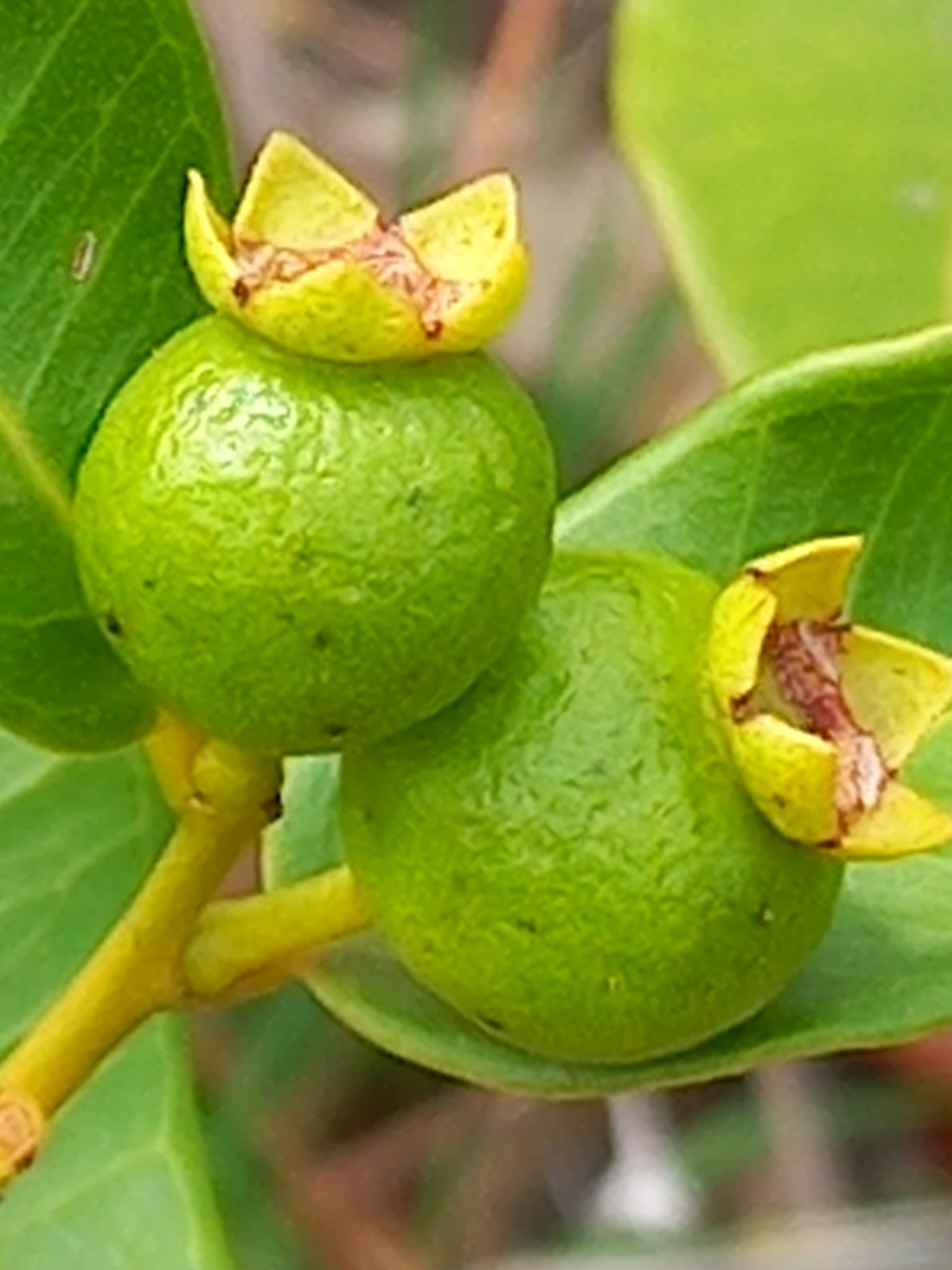 Psidium firmum