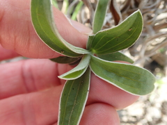 Helichrysum marginatum