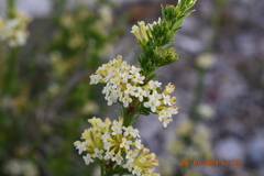 Gnidia squarrosa