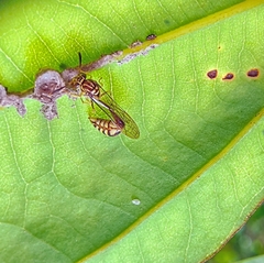 Liostenogaster varipicta