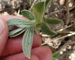 Helichrysum marginatum