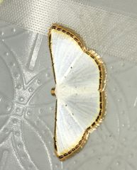 Leuciris