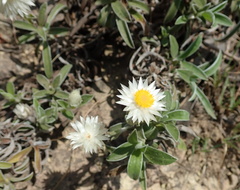 Helichrysum marginatum
