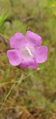 Agalinis filifolia